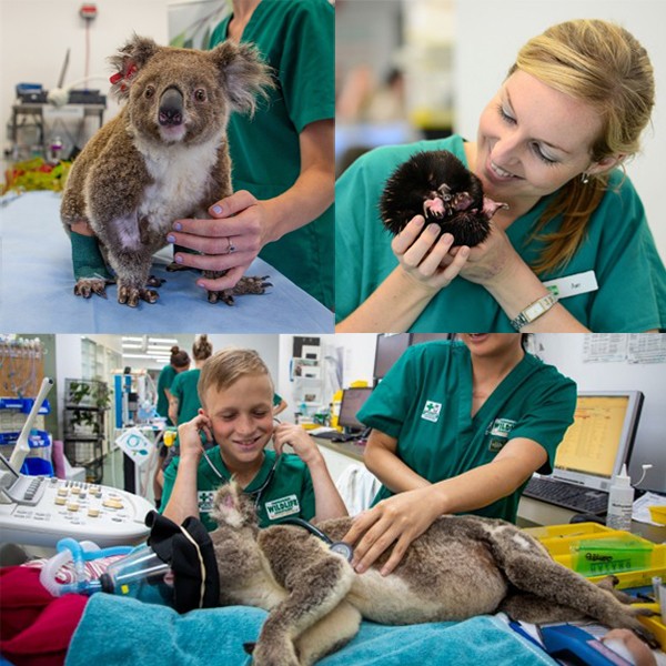 6/26開催！ジャルパックのオンラインツアー『かわいいコアラと野生動物の保護活動～カランビン・ワイルドライフ・サンクチュアリー～』