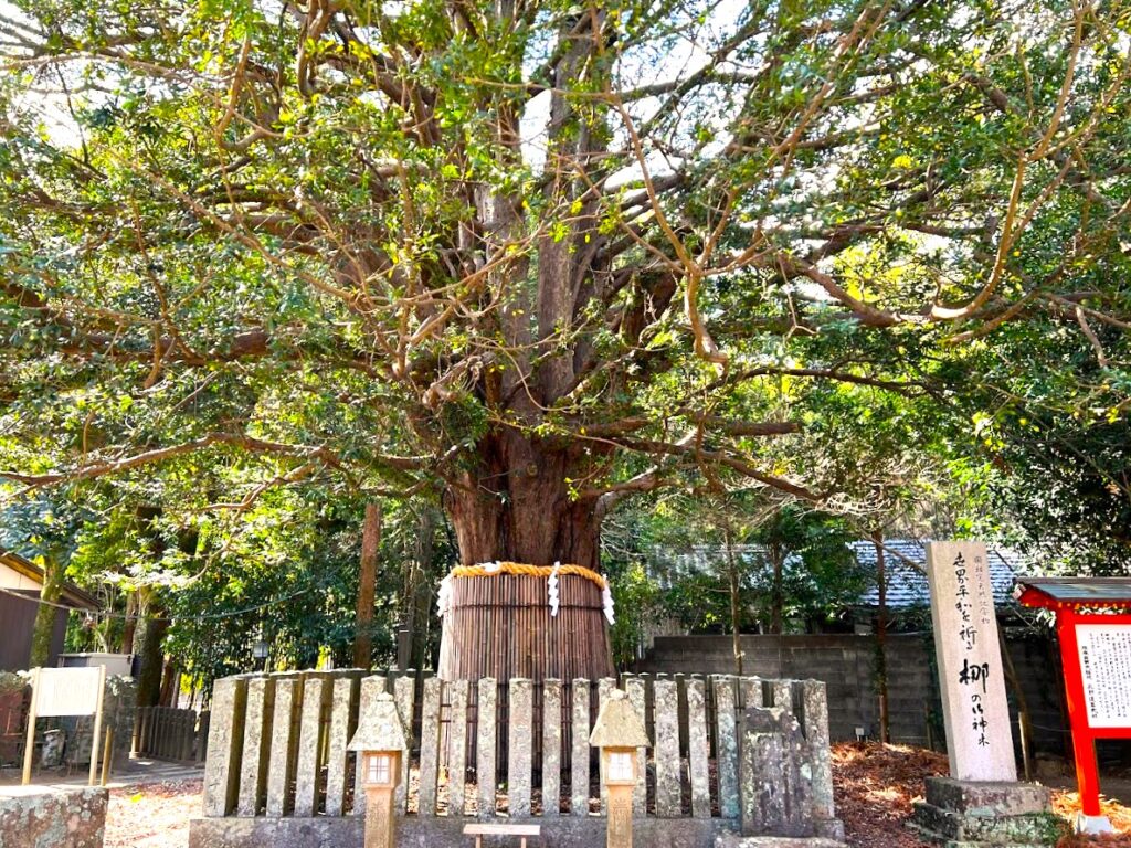 熊野速玉大社ナギの木